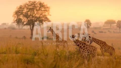 CartDNA Africa Regional Guide